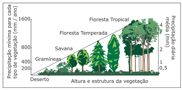 Desenho esquemático da vegetação em perfil correspondente a um