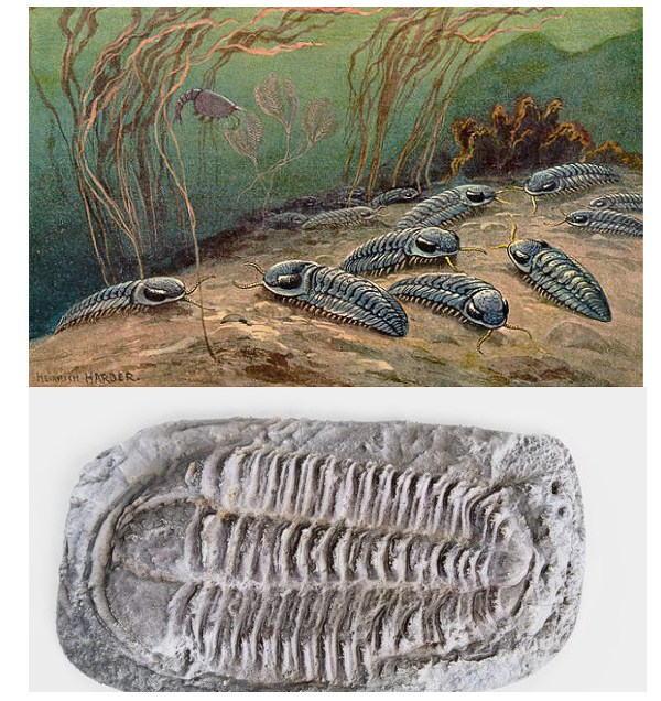 Trilobita