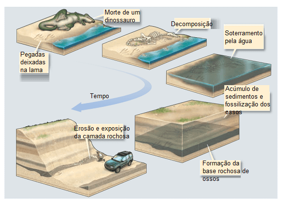 Estágios da fossilização de um dinossauro