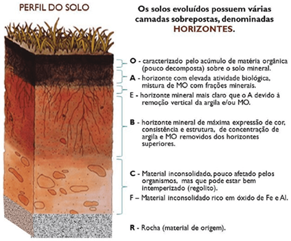 Perfil do solo com os horizontes O, A, E, B, C e R