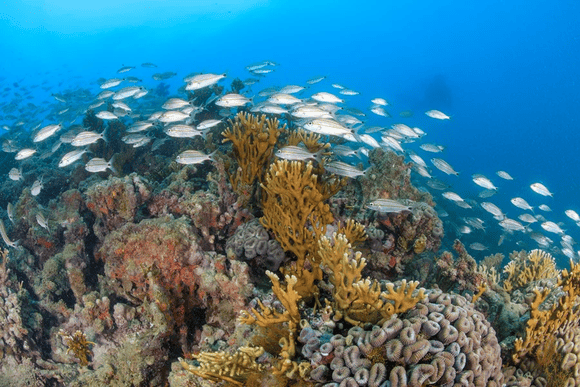 Chapeirões de coral do Banco de Abrolhos