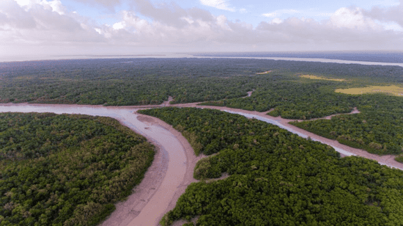 Estuário com manguezal visto do alto